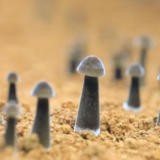 江永：黑皮鸡枞菌破土成“金”