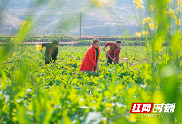 湖南道县：人勤春来早 油菜管护忙