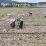 道县：秋种抢早种甘蓝 保障市民“菜篮子”