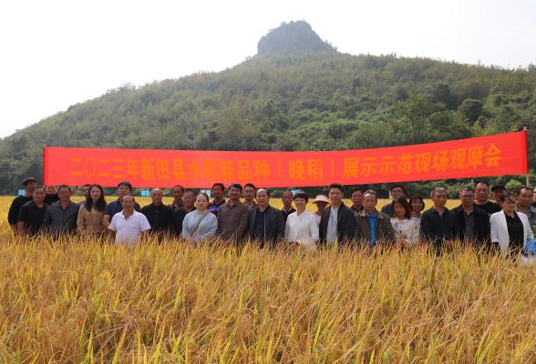 新田：晚稻新品种展示示范 打通农民选种“最后一公里”问题