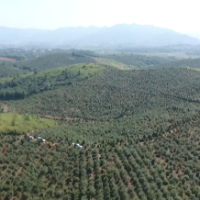 ﻿祁阳：油茶垦复助绿树满坡 打造“祁阳茶油”品牌