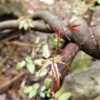 文化永州丨陈茂智：马山——古画里的村居图