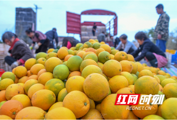 湖南道县：小脐橙 大产业（组图）