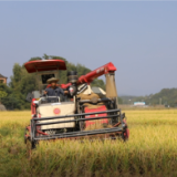 东安：27万亩晚稻全面收割 亩平增产10余公斤