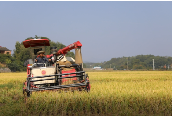 东安：27万亩晚稻全面收割 亩平增产10余公斤