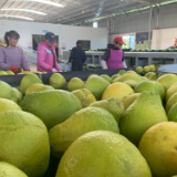 江永：13.8万亩香柚丰收上市