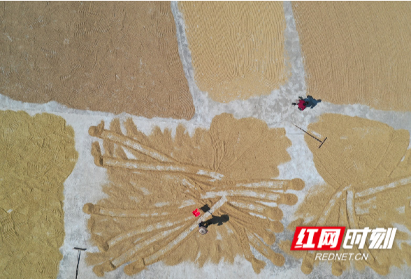 湖南道县：28万亩晚稻收割进入扫尾阶段（组图）