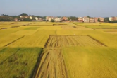 视频丨湖南新田：晚稻收割进入尾声 15.8万亩晚稻获丰收