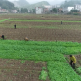 东安新圩江镇：6000亩高产油菜适时移栽