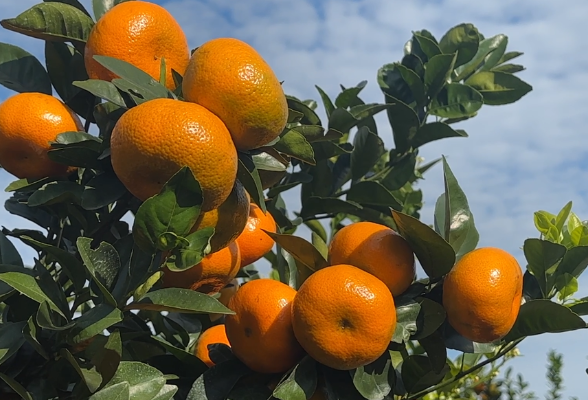 江永：柑橘抢鲜上市 果农采摘冬季果实