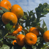 江永：柑橘抢鲜上市 果农采摘冬季果实