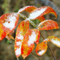 湖南新田：九峰山初雪雾凇美如画（组图）