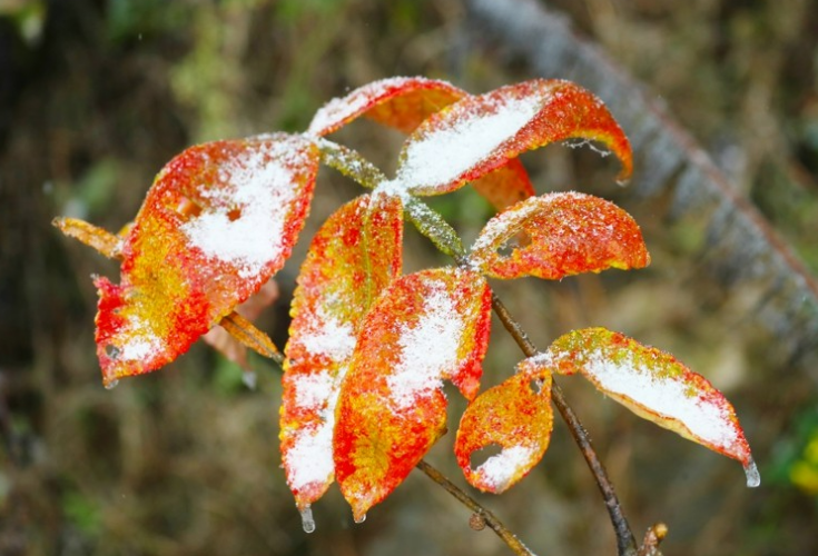 湖南新田：九峰山初雪雾凇美如画（组图）