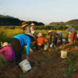 江永县夏层铺镇：致富路上有“薯”光