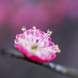 春天的故事丨蓝山：碧桃花开春意浓