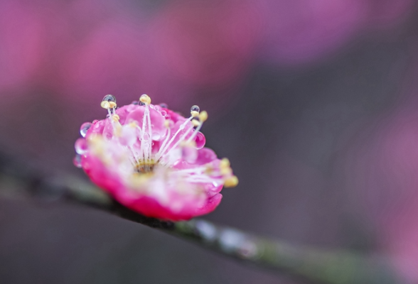 春天的故事丨蓝山：碧桃花开春意浓