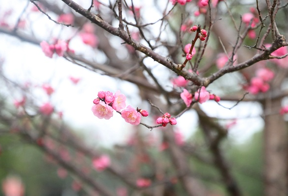 春天的故事丨新田：春色风景好 梅香踏春来