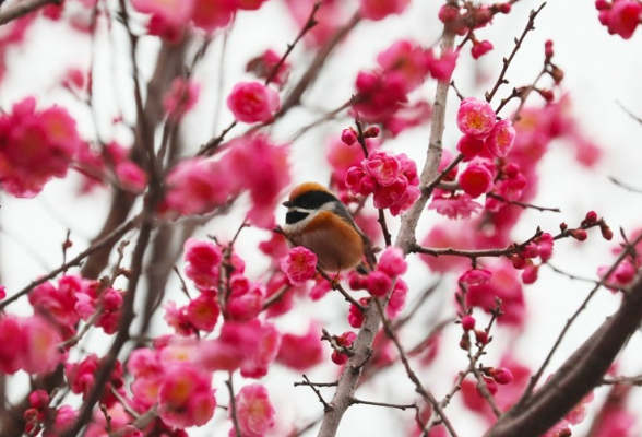 春天的故事丨新田： 梅花盛开 小鸟闹春