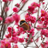 春天的故事丨新田： 梅花盛开 小鸟闹春