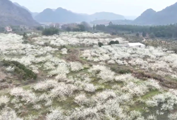 视频丨湖南道县：李花盛开春意浓