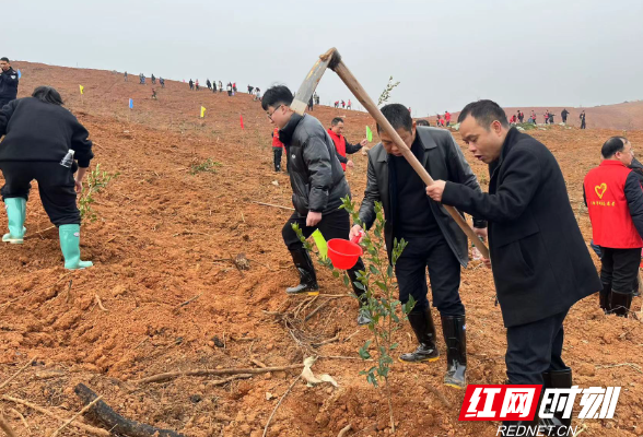 祁阳市新华书店开展义务植树活动助力油茶产业