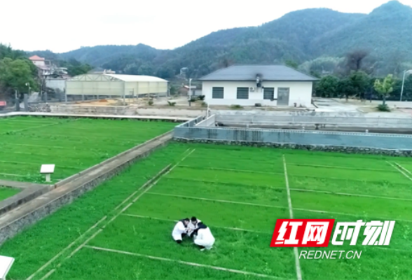 祁阳：紫云英开满试验田 “减肥”更增效