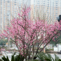 湖南新田：梅花悄然绽放迎春来（组图）