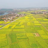 视频丨湖南道县：油菜花开迎客来