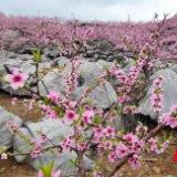 江永：政协委员春耕走基层 助力乡村振兴