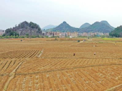 湖南新田：春雨贵如油 移栽抢种忙