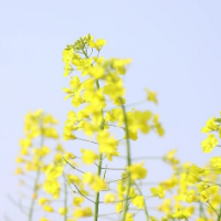 祁阳：花田之约