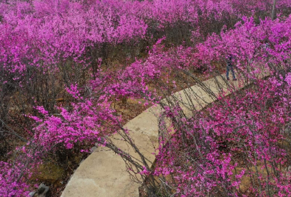 江永：“春中花海”点燃乡村旅游热