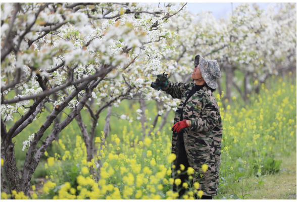 湖南道县：春分时节农事忙（组图）