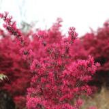 视频丨湖南新田：继木花开如红色海洋