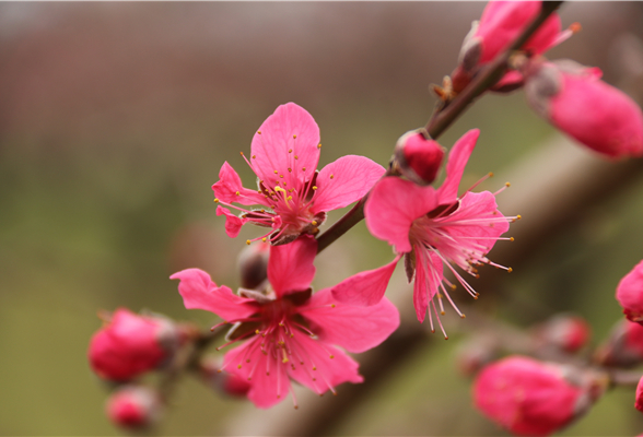 道县：桃花盛开惹人醉（组图）