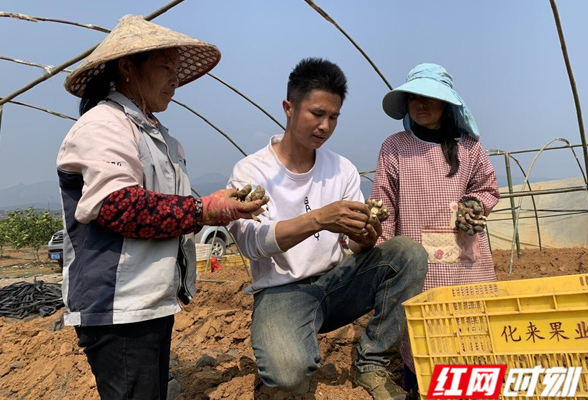 江永：春耕好时光 香姜种植忙