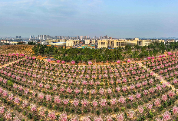 湖南道县：樱花绚丽绽放满眼春