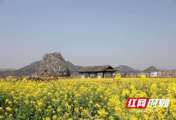 视频丨湖南新田：当油菜花遇上古凉亭 原来可以这么美