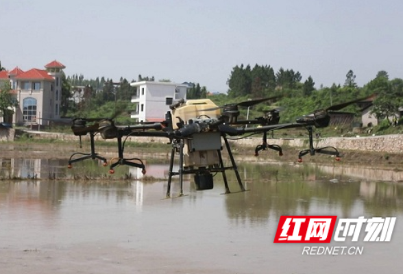 视频丨湖南新田：防治外来物种福寿螺 无人植保机来帮忙