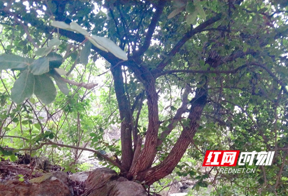 道县境内首次发现珍稀野生植物尖叶栎