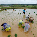 湖南新田：冒雨插秧保丰收（组图）