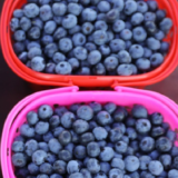 湖南道县：蓝莓采摘富农家（组图）