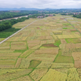 湖南道县：“油稻稻”轮作 助农民增收（组图）