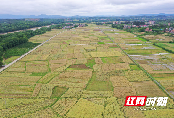 湖南道县：“油稻稻”轮作 助农民增收（组图）