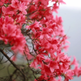 东安：万亩杜鹃花开迎客来