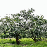 回龙圩：万亩橘花相继开 满城尽带橘花香