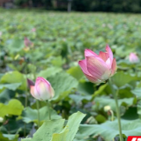 江永：盛夏荷花开满塘