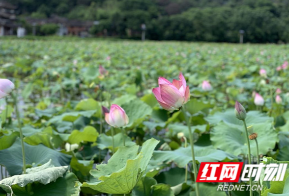 江永：盛夏荷花开满塘