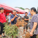 蓝山：端午近 药草香（组图）