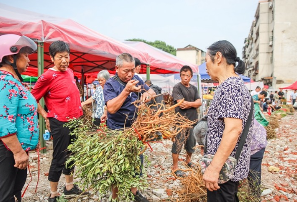 永州蓝山：端午近 药草香